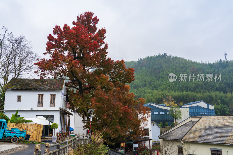 杭州临安指南村