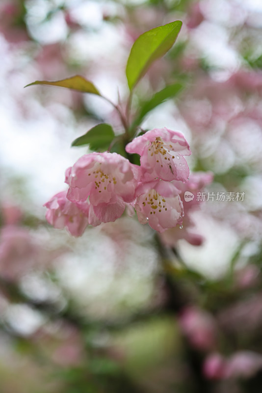 海棠花 垂丝海棠 春天