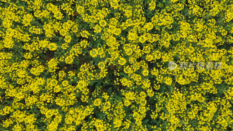 春天的油菜花田