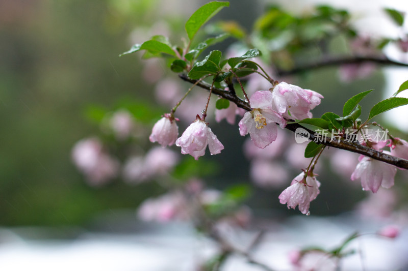 雨中的粉色海棠花素材