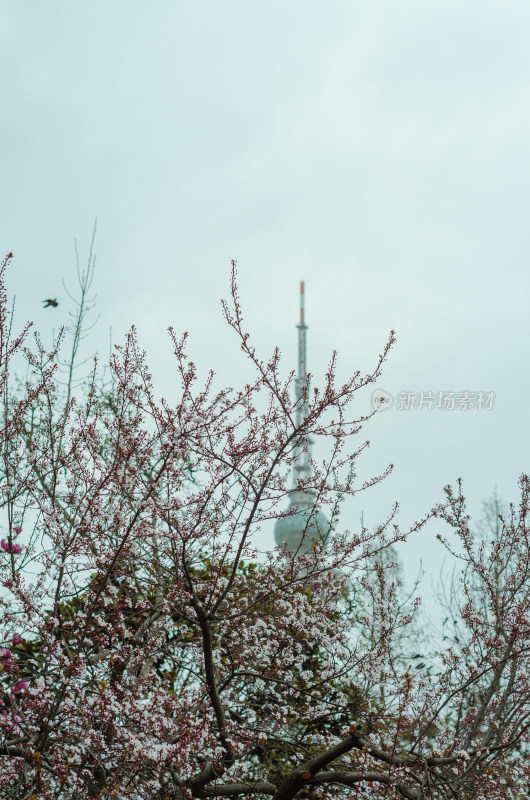 春天的重中山公园，繁茂的樱花花枝