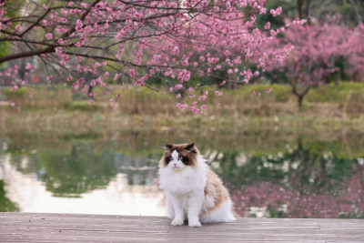 一只湖边梅花树下的海豹双色布偶猫