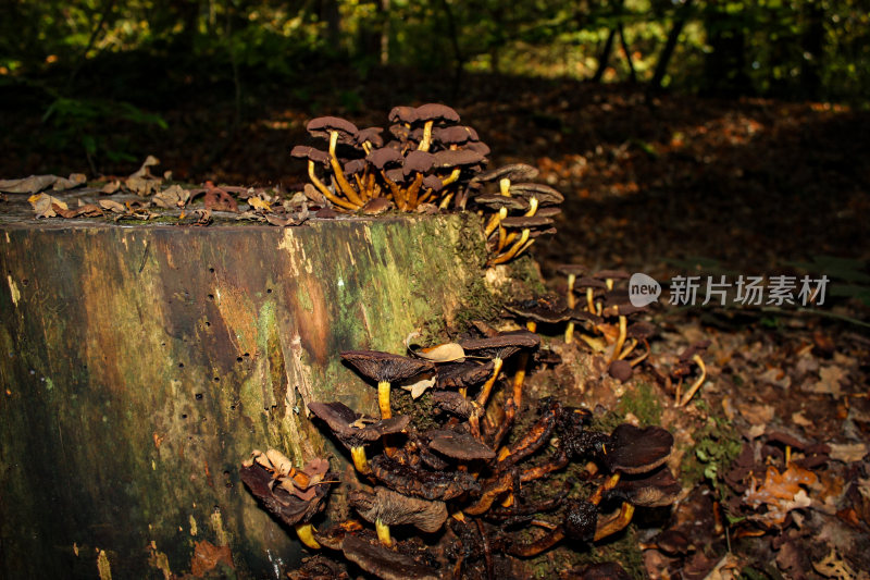 野生菌蘑菇生长环境菌类山菌