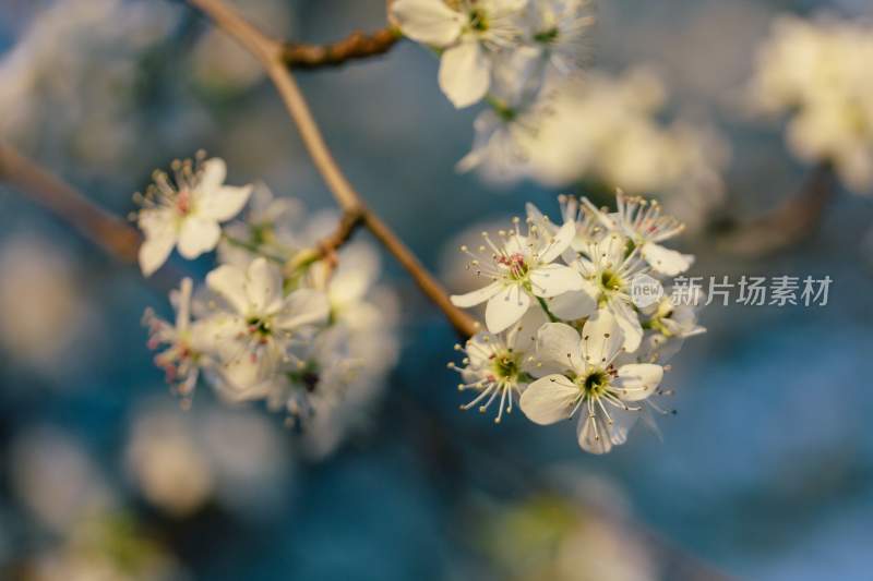 鲜花梨花盛开