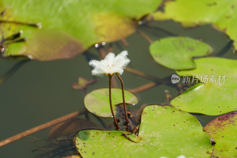 水生植物金银莲花的花朵