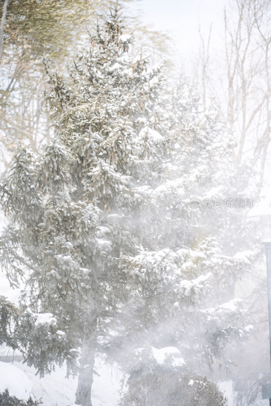 大风刮起风雪松树背景