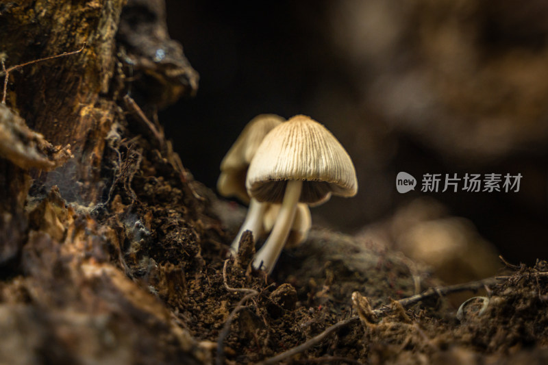 树上生长的小蘑菇
