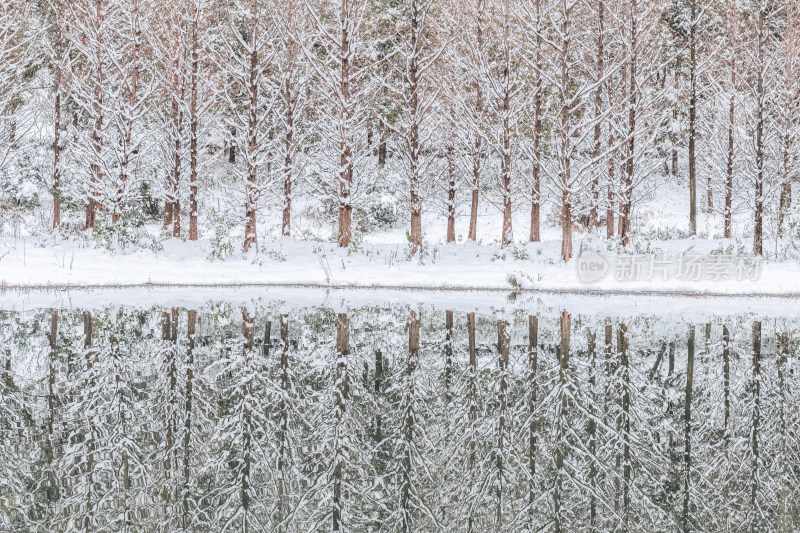 冬季湿地公园树林雪景