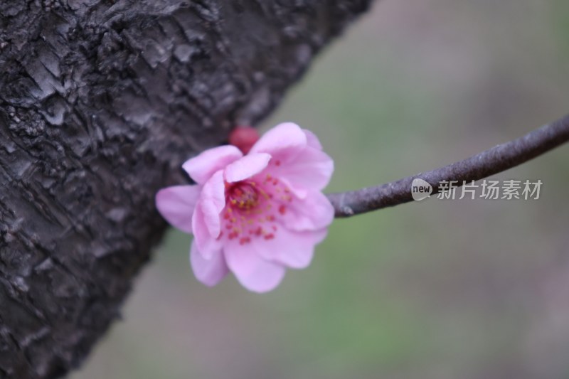 树干旁绽放的粉色花朵