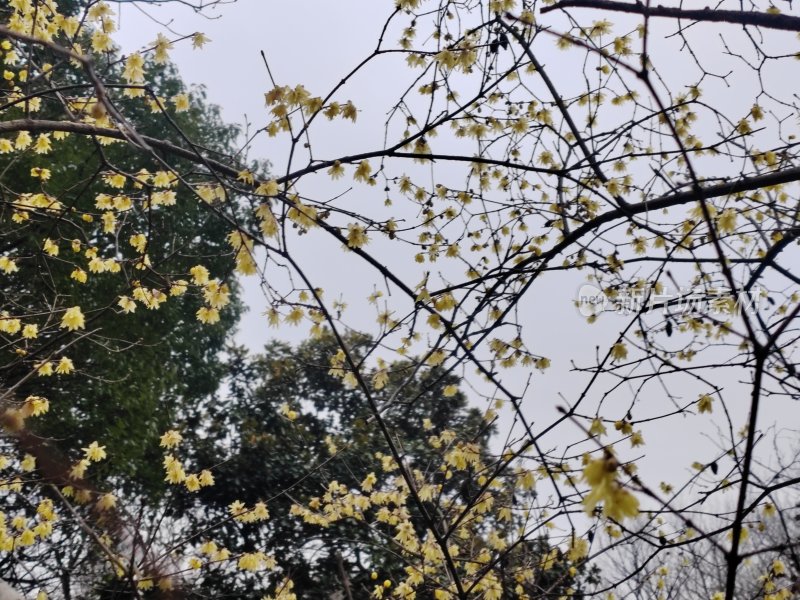 树枝上盛开黄色花朵的春日景象