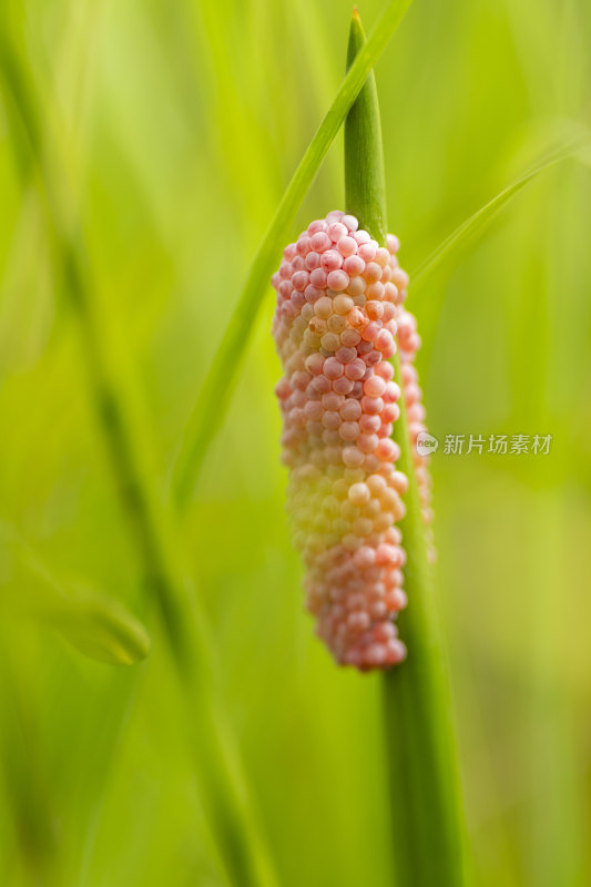 夏季公园湖边的福寿螺卵