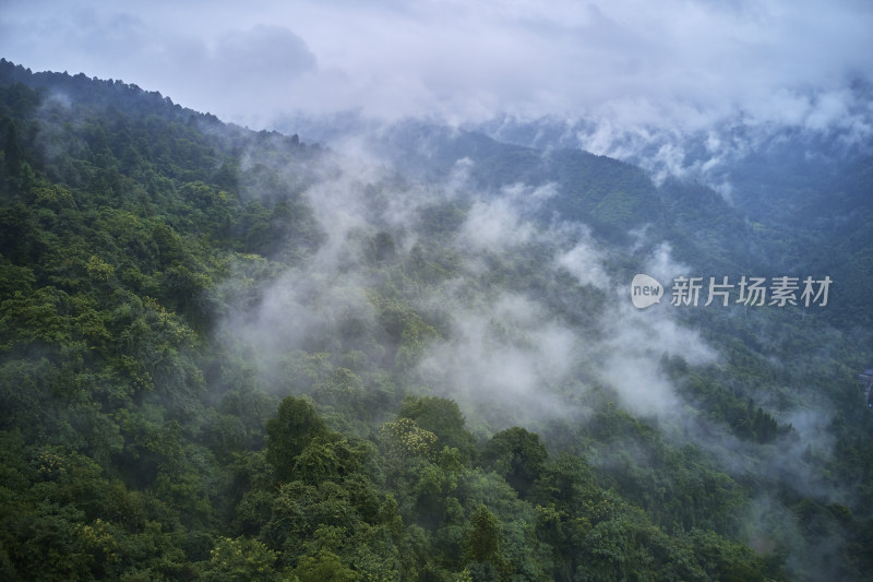 峨眉山的原始森林