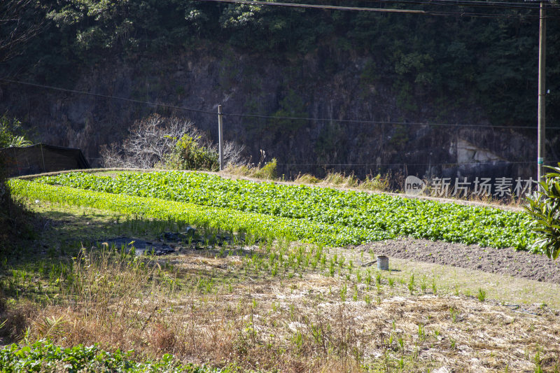 农村蔬菜种植