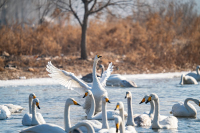 冬季天鹅在寒冷的北方河面游泳觅食飞翔