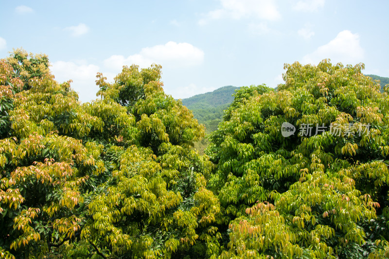 东莞大屏嶂森林公园荔枝林