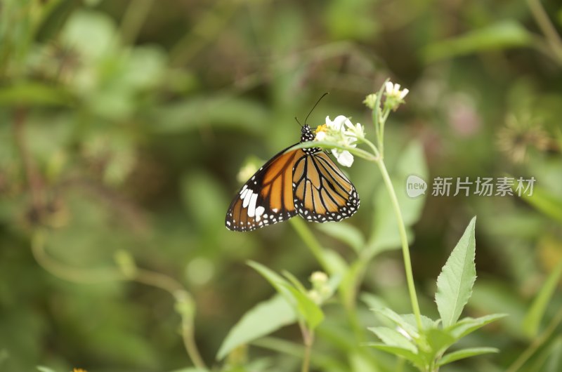 蝴蝶停留在花朵上的自然景象