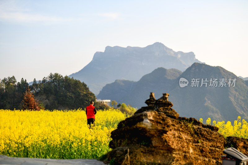 重庆酉阳：三月花海千氹田