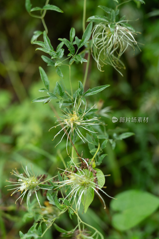 山野植物