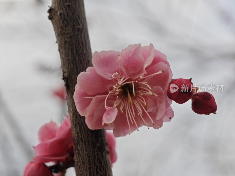 特写粉色梅花花朵与花苞