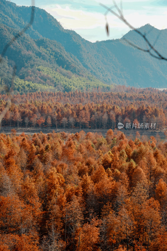 山林间色彩斑斓的红杉林秋景