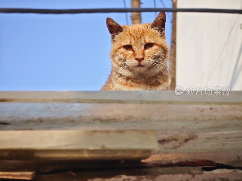 屋顶上橘猫的凝视