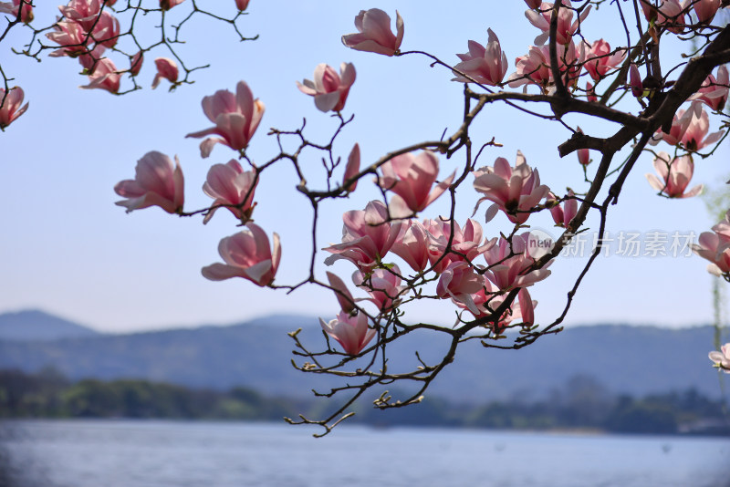 杭州西湖第一名园西湖国宾馆 湖边的玉兰花