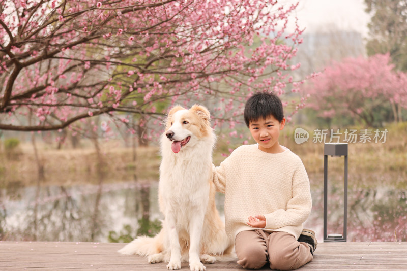 小男孩与边境牧羊犬在梅花树下互动的场景