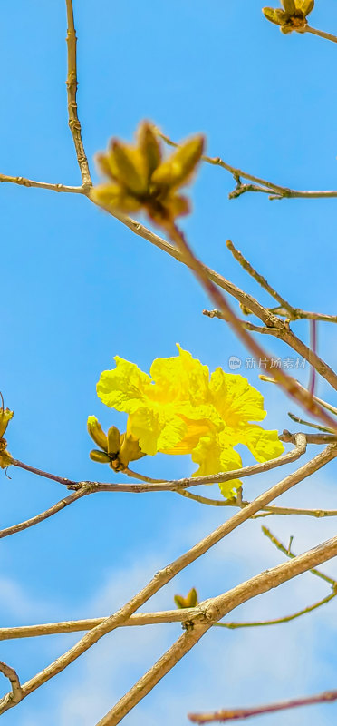 黄花风铃木