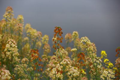 汉中皇塘的油菜花