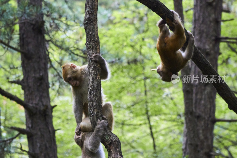 山西沁源猕猴