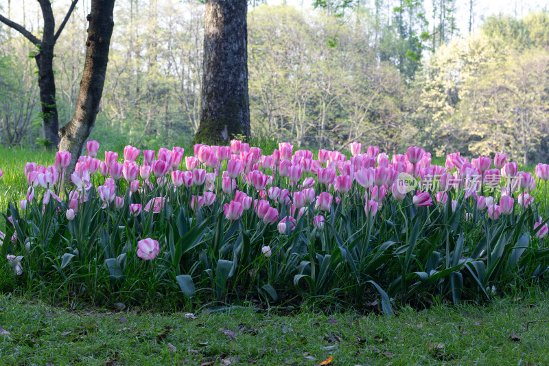 杭州太子湾多彩郁金香花海景观