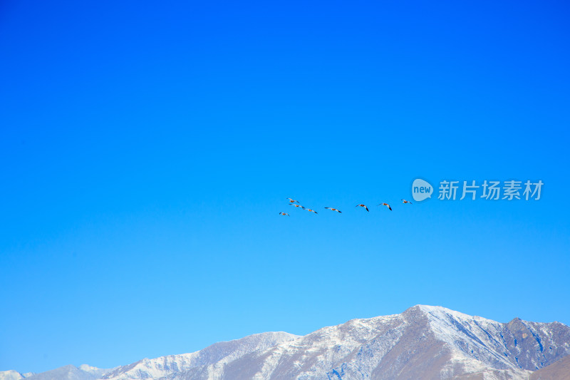 中国西藏冬季蓝天下迁徙的鸟类飞越雪山