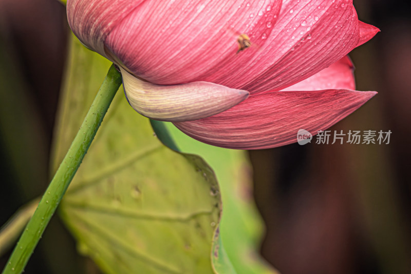 雨后荷花上的水珠