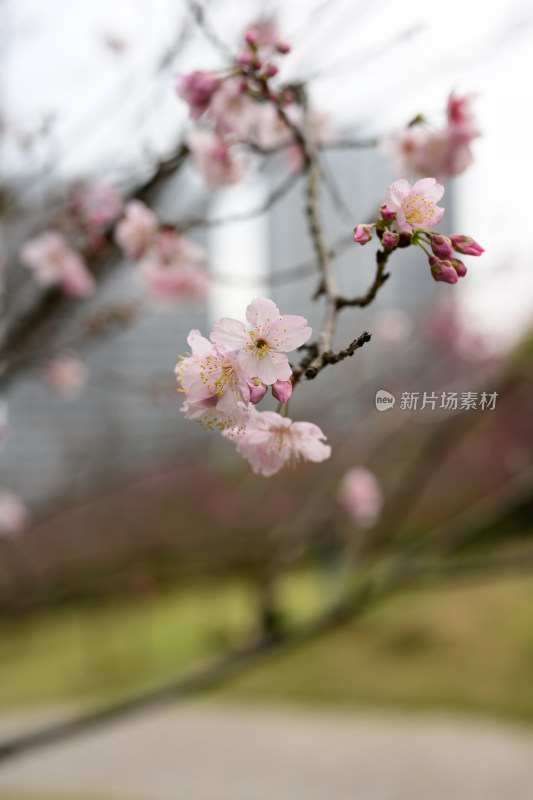 盛开的粉色樱花枝条