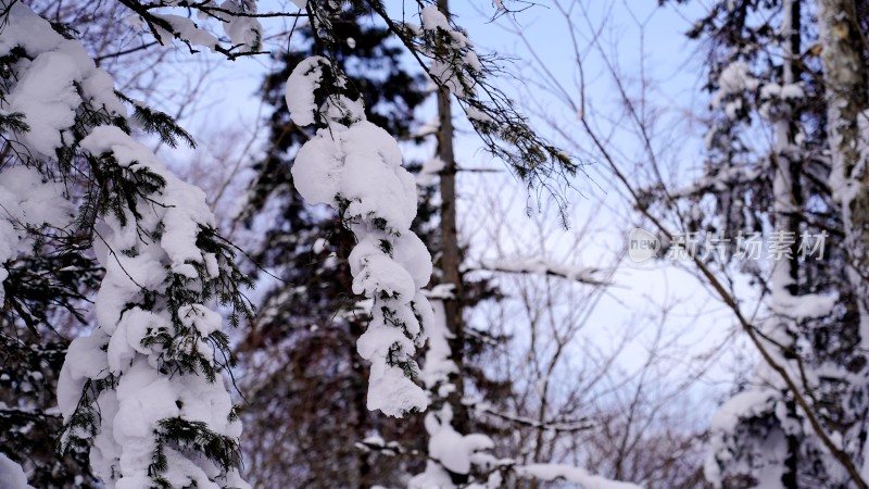 林海雪原