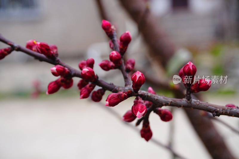 梅花花苞未盛开的梅花特写背景