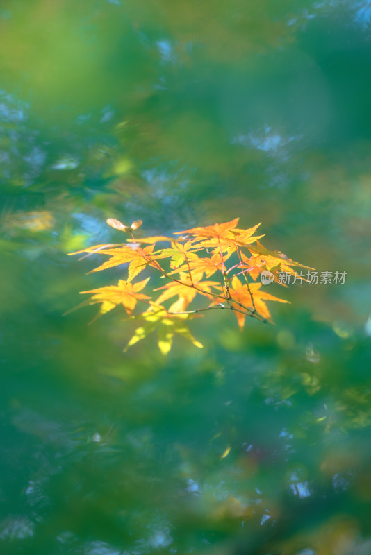 秋日阳光下的枫叶特写