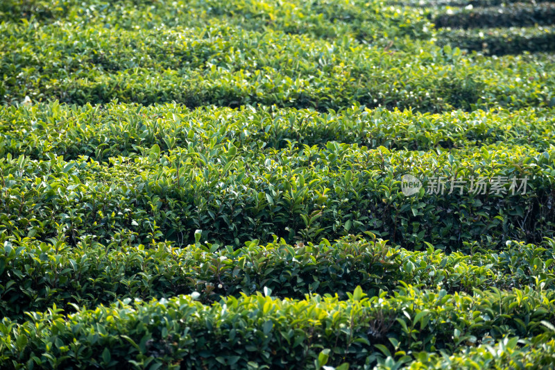 惠州柏塘绿茶茶园清晨时分茶树上的新鲜嫩芽