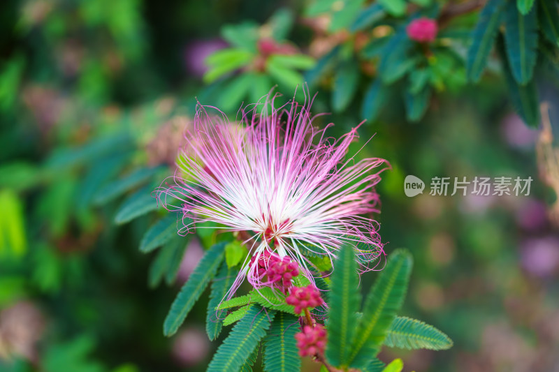 苏里南朱缨花