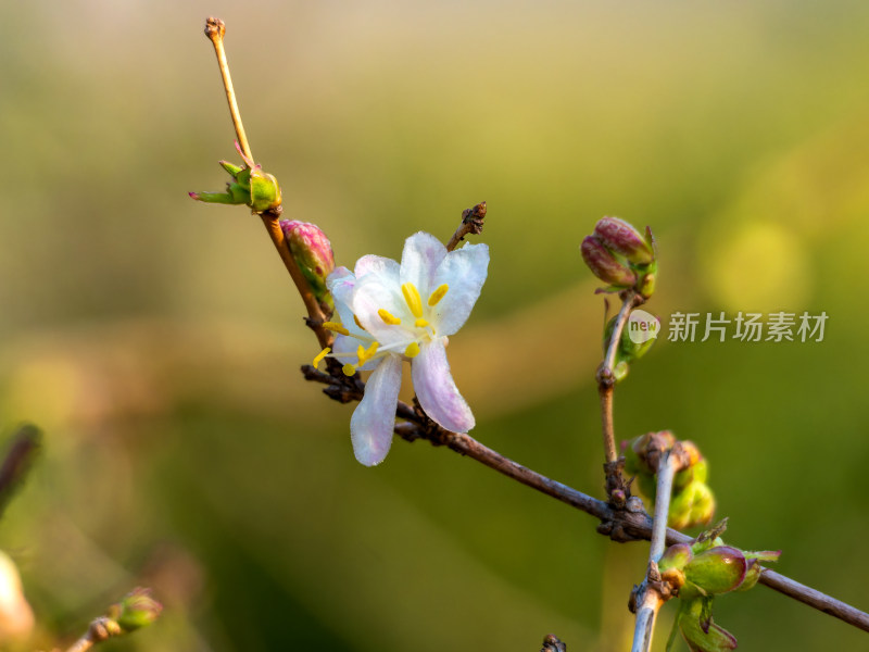 开放的郁香忍冬