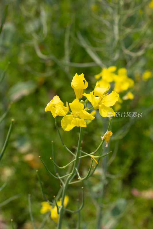 美丽的黄色油菜花田近景特写