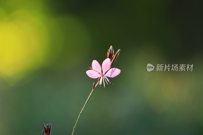 花丛里的花朵