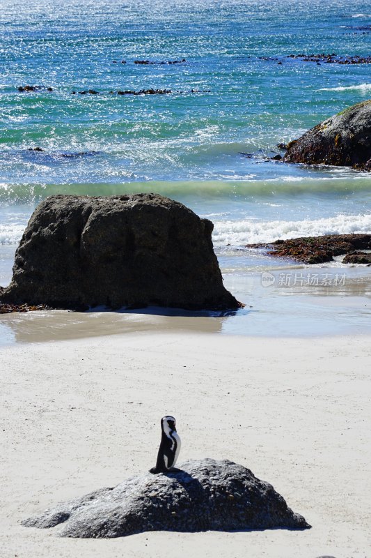 南非博尔德斯海滩Boulders Beach，非洲企鹅