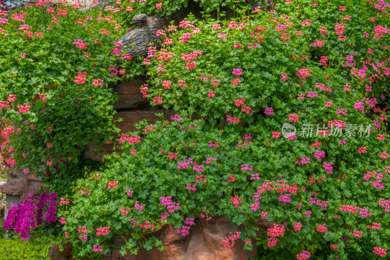 花卉装饰背景