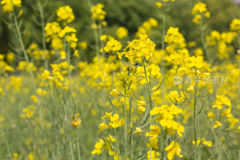 美丽的黄色油菜花田近景特写