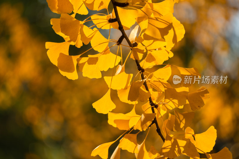 秋季金黄色的银杏叶