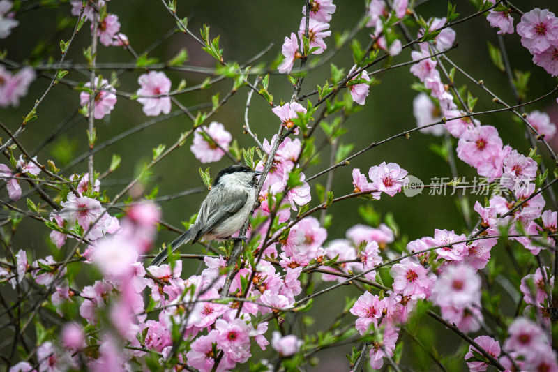 野生鸟类