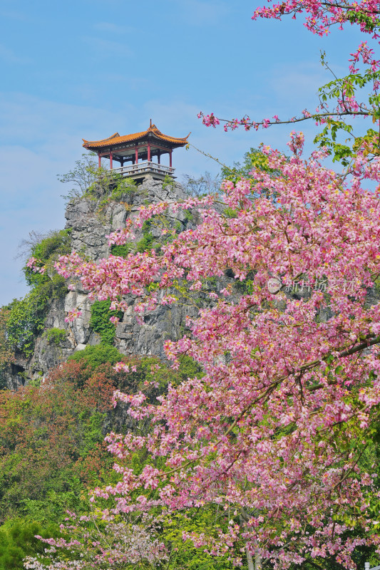 柳州龙潭公园，镜湖，异木棉盛开