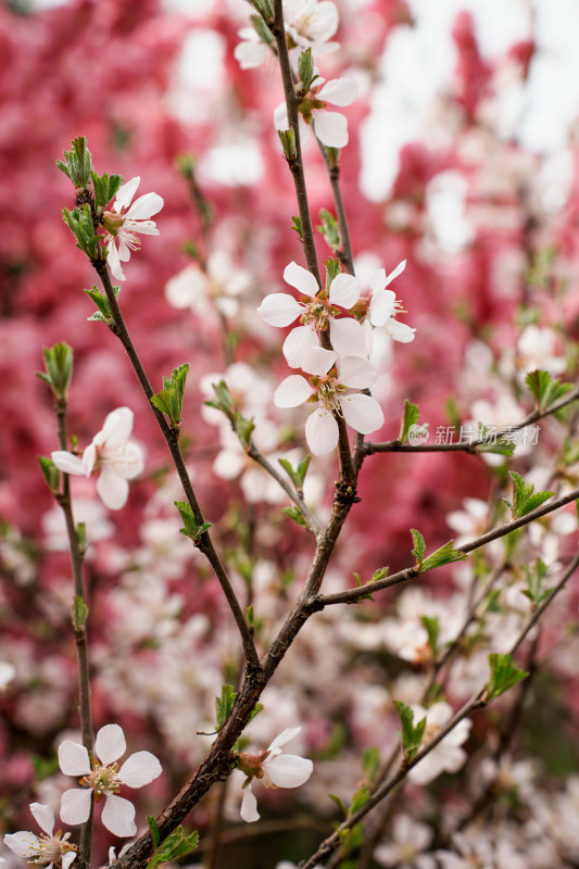 北京奥森樱花桃花