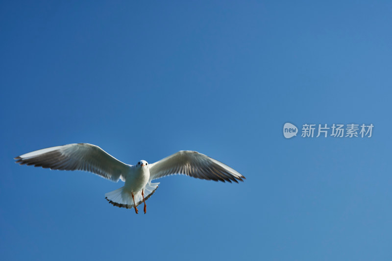 太湖红嘴鸥